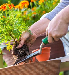 Make this summer vacations different. Do gardening and experience life.
