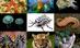 Animal's Travel To Domestication