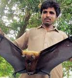 First Coronavirus, Then Locust And Now Black Bats Attacking Mango And Lychee Fruit Crop Gets The Hit